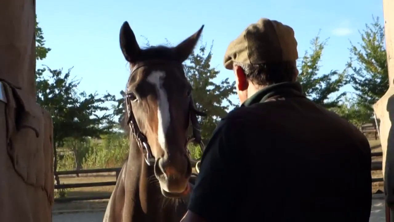 Problèmes de stalles de départ : ré-education du cheval méthode Blondeau