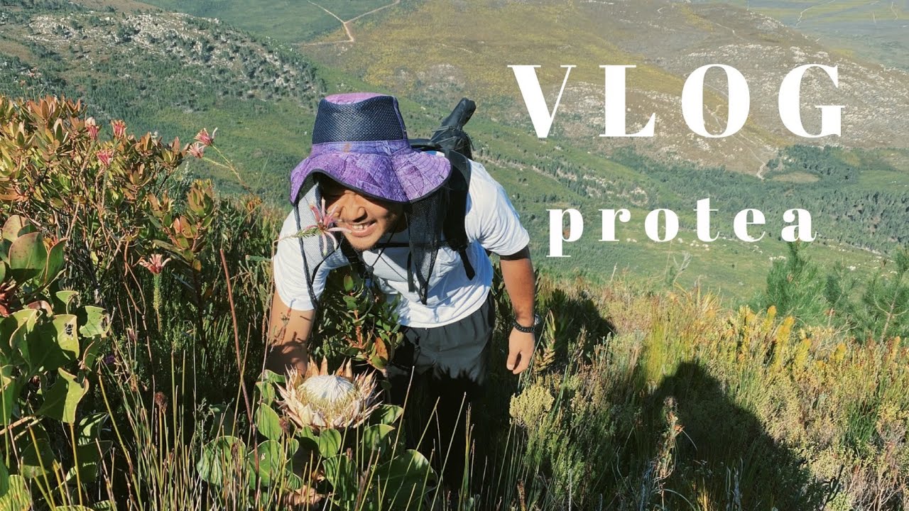 【VLOG】野生プロテア発見！　海外インターン２６歳男子の１日/Protea in South Africa