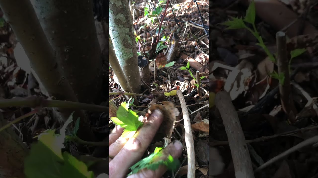 Stopping vines from growing in my privet hedges