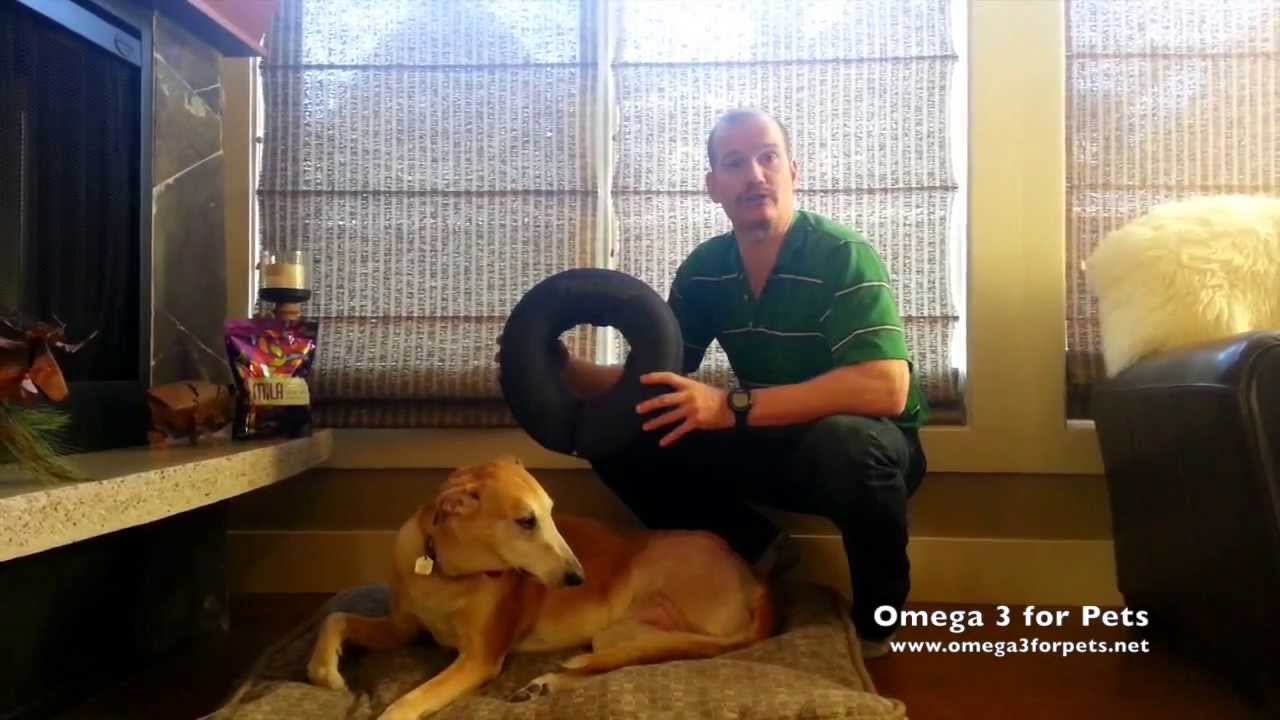 E-Collar (Cone of Shame) Alternative: ProCollar Demonstration by Veterinarian Dr. Murray Matheson
