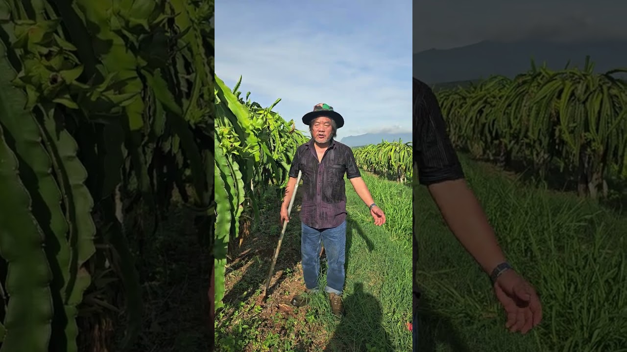 THURSDAY 15 JANUARY 2026. HELP MY PARENTS PAJ TXOS THOJ BANANAS AND DRAGON FRUITS FARM.