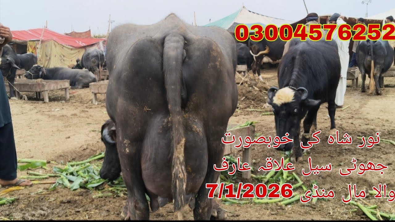Noor Shah ki high milking buffalo sale Okara Animal Tv 030045762527/1/2026 عارف والا