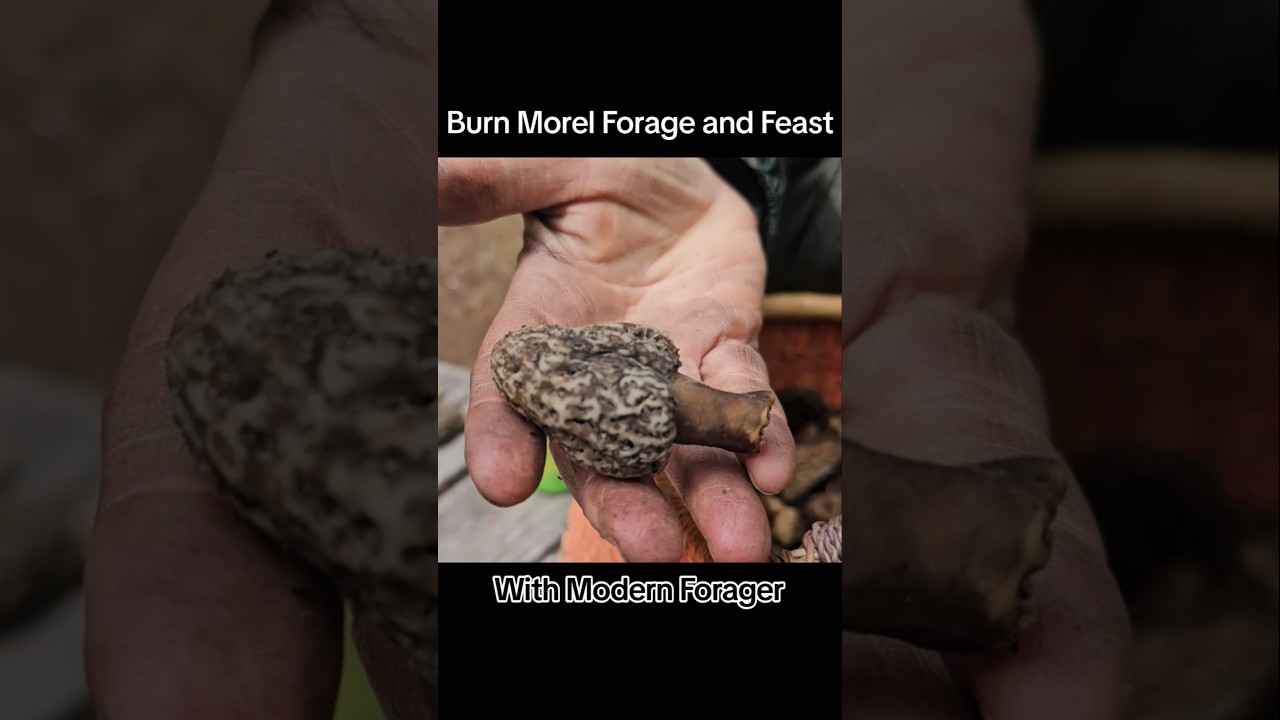 Охота и приготовление сморчков вместе с @ModernForager #сморчки #дикиегрибы