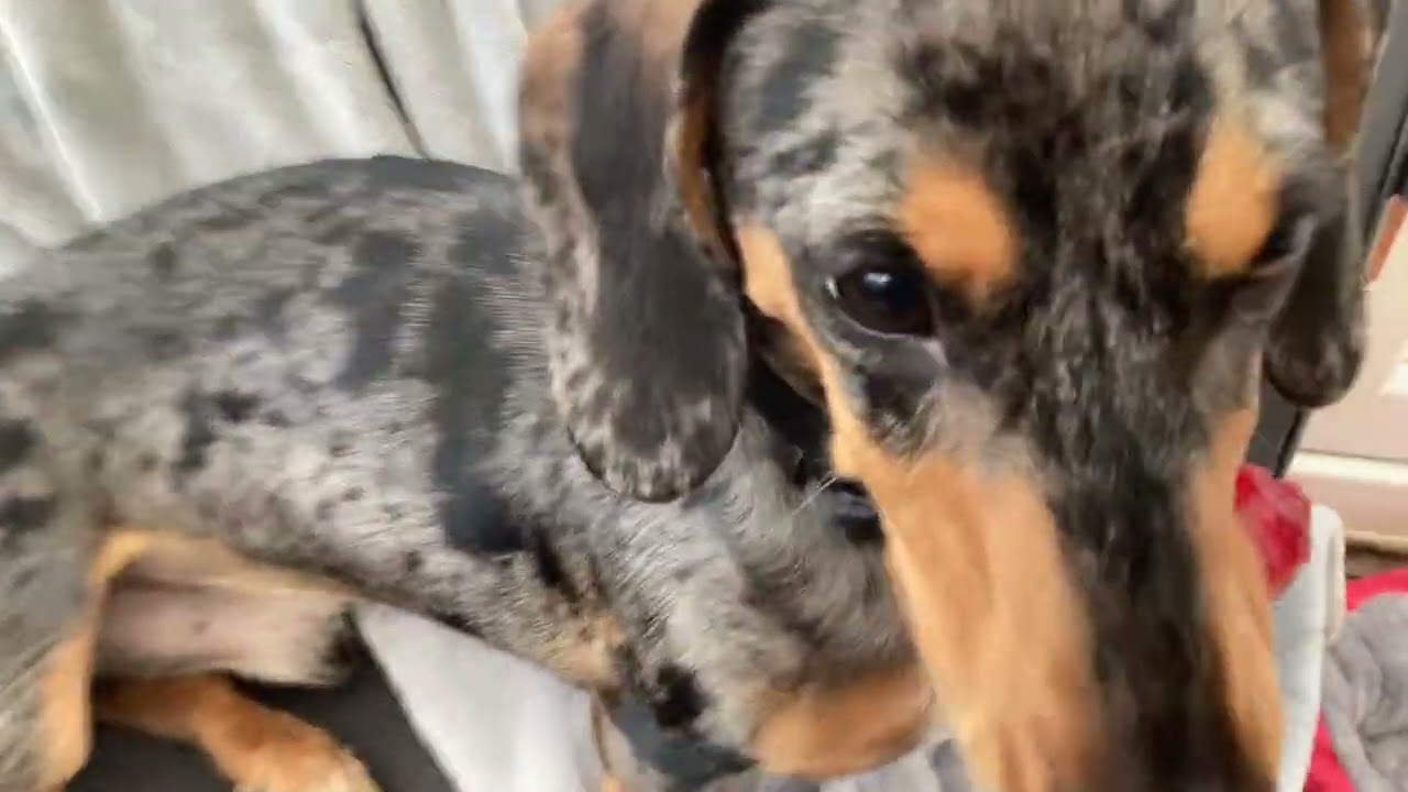 What the dog doing!