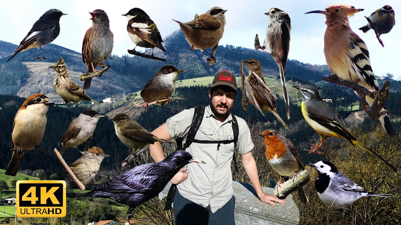 AVES INSECTÍVORAS EUROPEAS | DATOS E INFO | PARTE 1