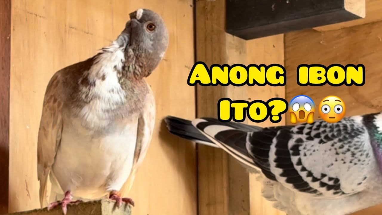 MUKANG ALIEN NA IBON😱 LOFT VISIT KAY BOSS ARNOLD🔥💪 #unoloftpigeonracing #racingpipigeons 