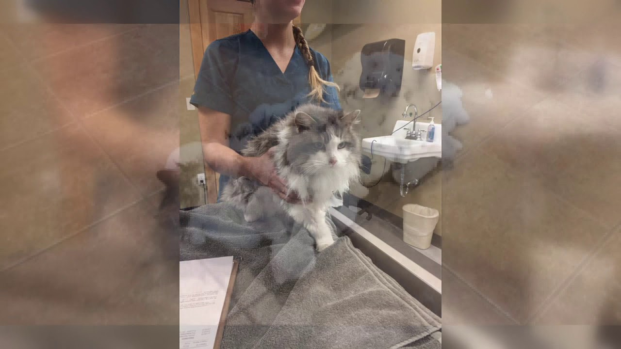 Flathead animal clinic revives cat found buried in snow
