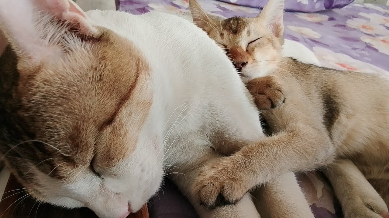 #vlogger #cat #catvlog #funny 