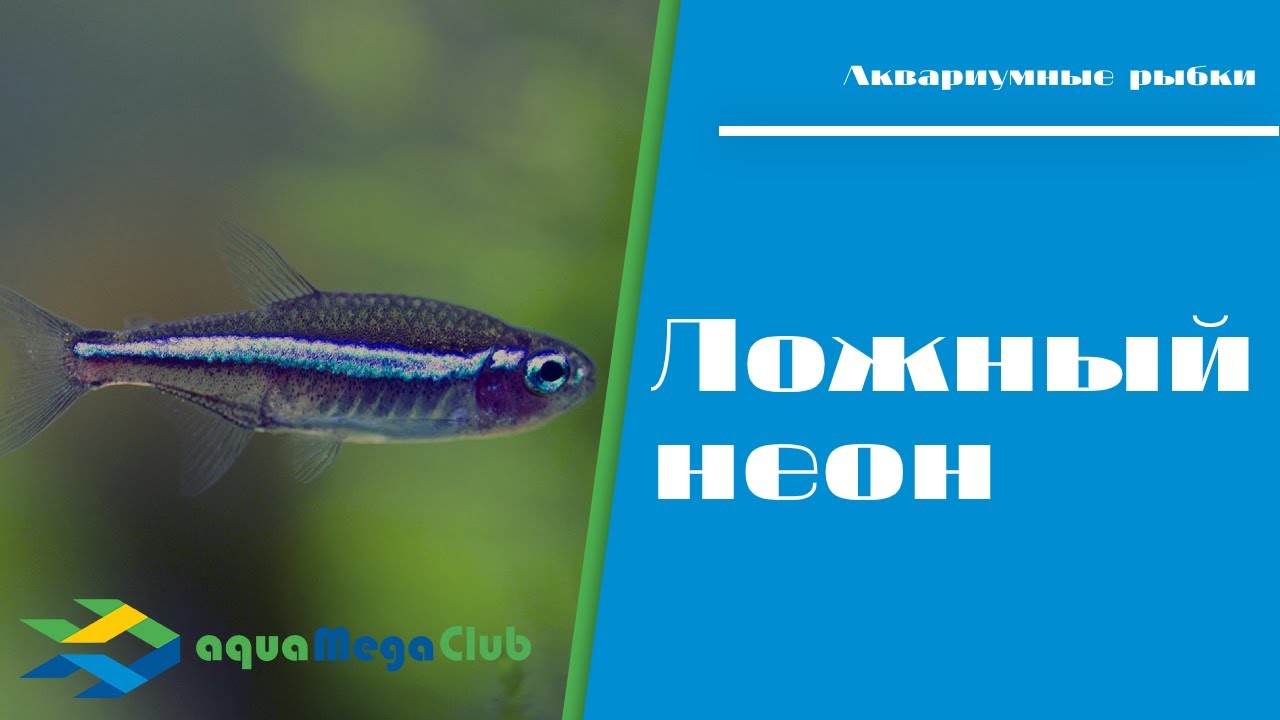 Ложный или зеленый неон (Paracheirodon simulans)