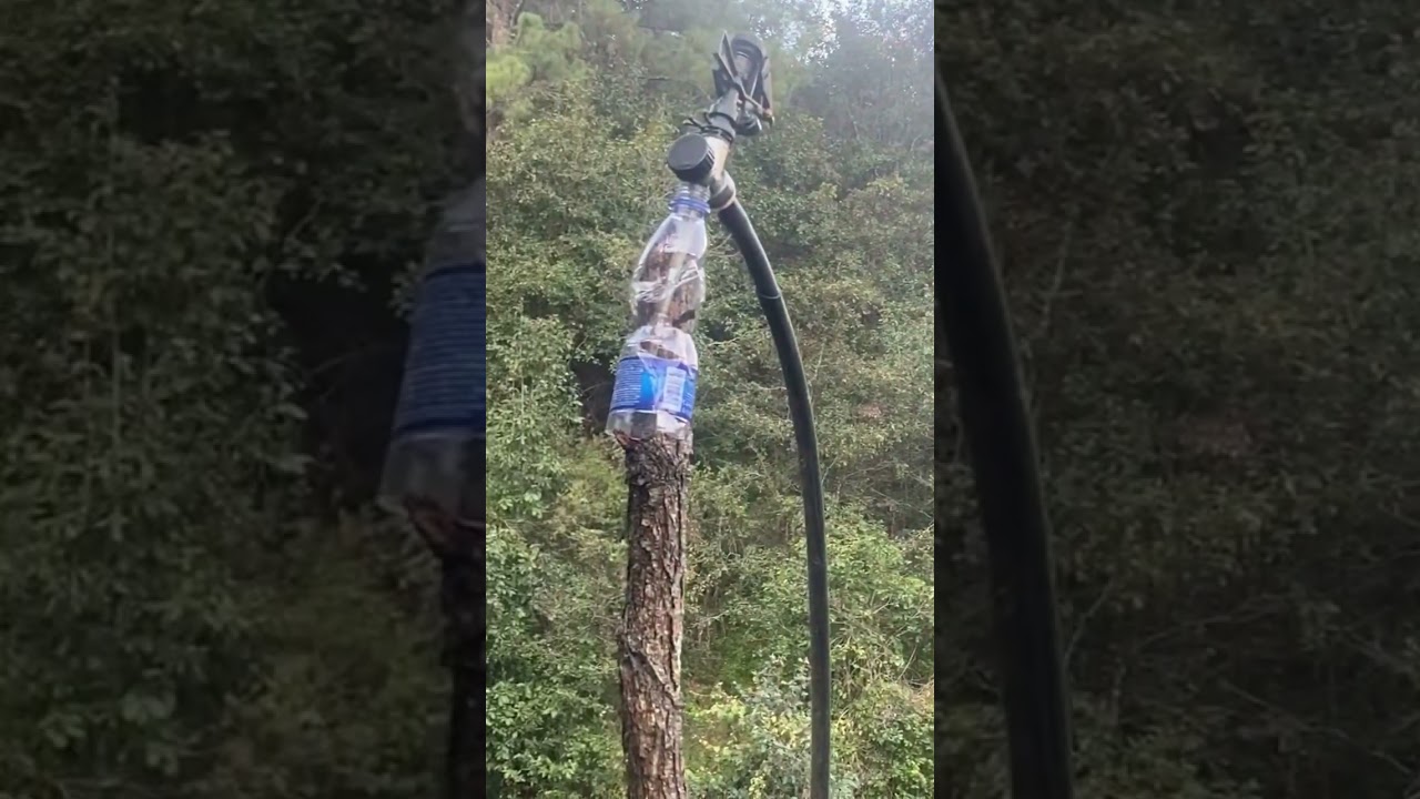 🍀Abonando la milpa                      Cultivo  de  maiz.  