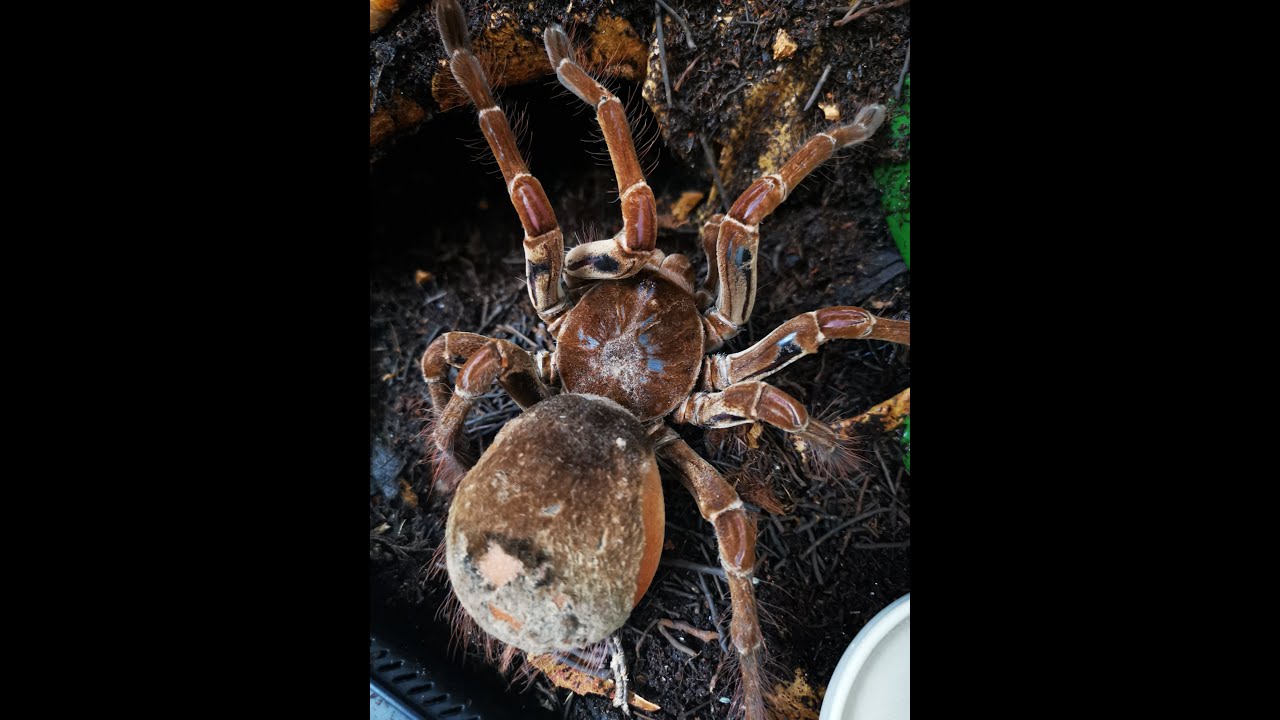 Größte Vogelspinne der Welt+ Terrarium Einrichtung !!!!!