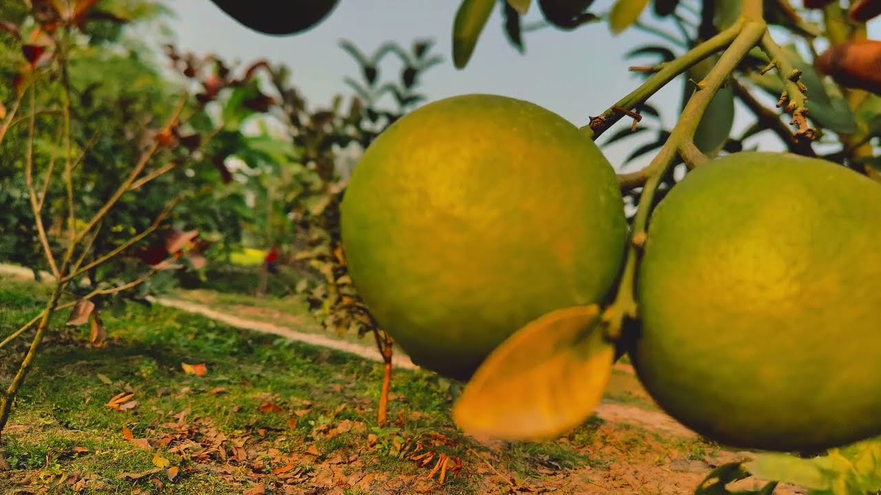 সিনিয়র লুচু আপু যখন রোমান্টিক বউ ||সকল পর্ব||Romantic Love Story||Voice: Ashik+Priyanka,story garden