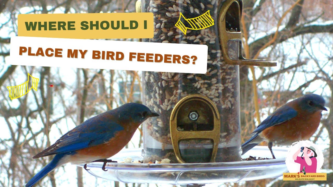 Maximizing Bird Watching with Ideal Feeder Placement