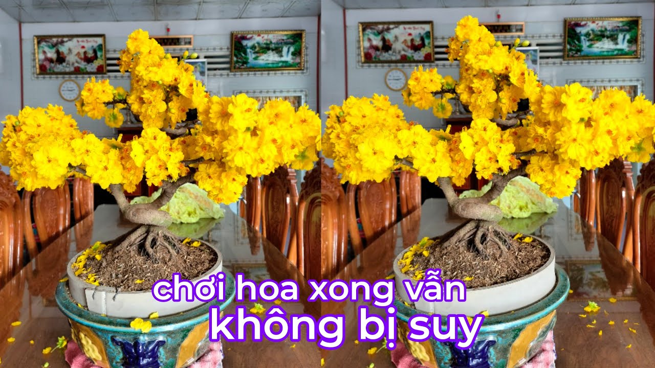 Mai vàng lặt lá xong thì bắt buộc phải tưới dưỡng tại sao xem sẽ rõ 