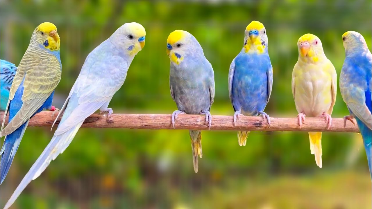 🐦Happy Summer Budgies Songs for Your Budgies to Sing Along | 9 Hours Parakeet Songs 🕊️