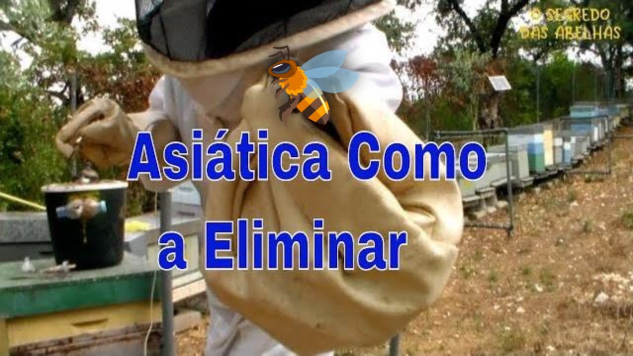 Asiática Como a Eliminar  @euclidessantanasantana