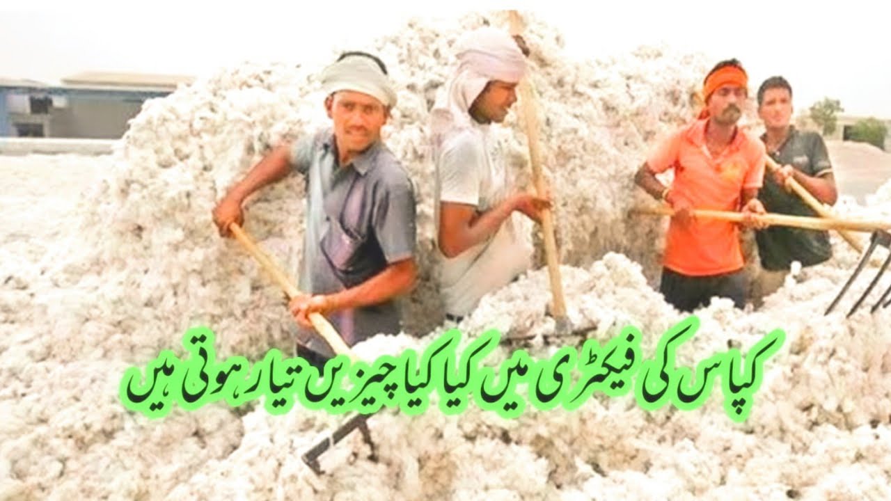 cotton|Watch This huge Massive Cotton Factory in Pakistan