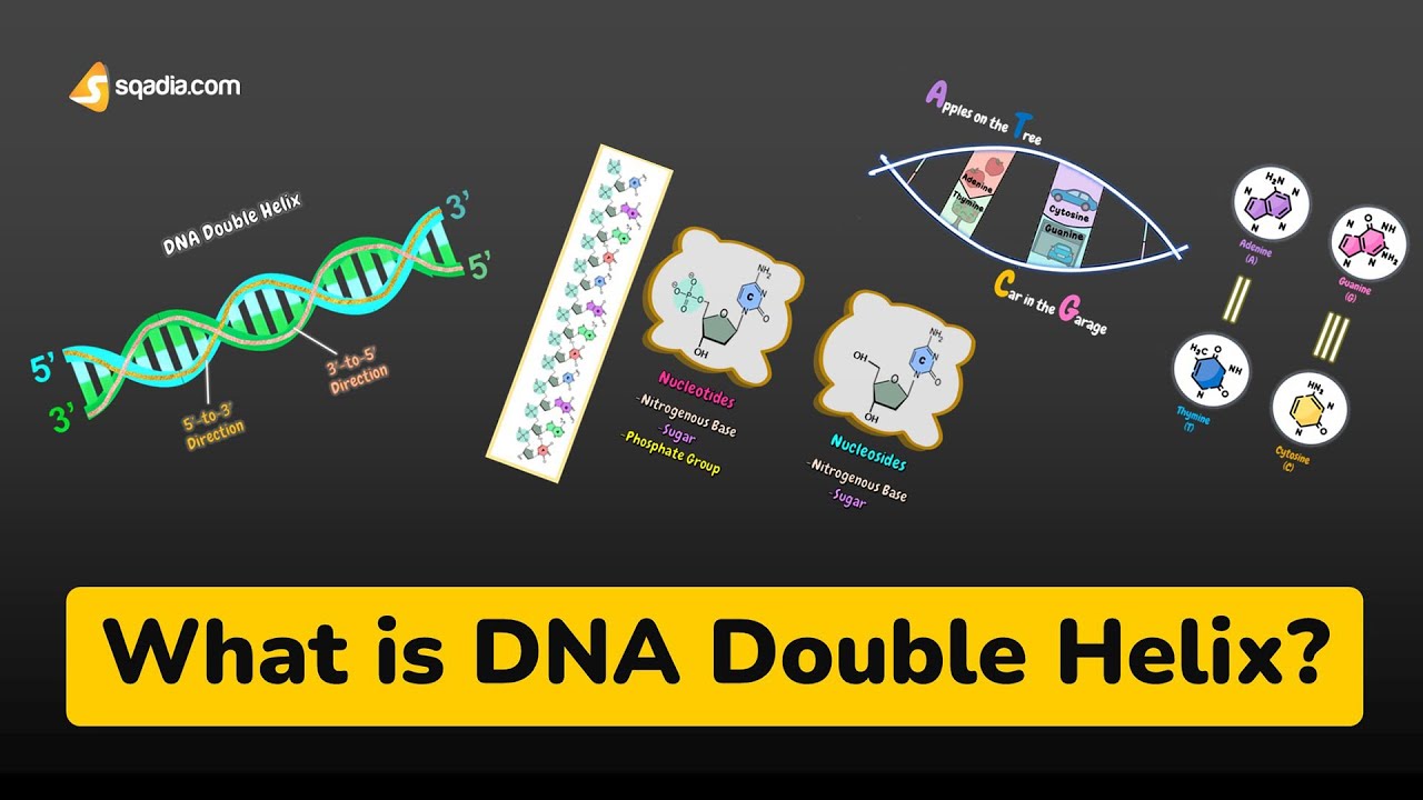 What is DNA Double Helix? | Cell Biology