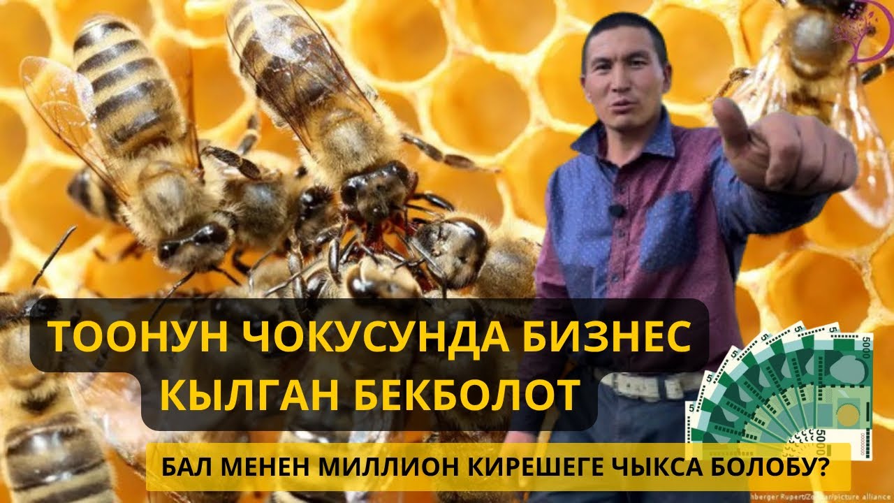 Жайлоодо бизнес кылган ААРЫКЕЧ