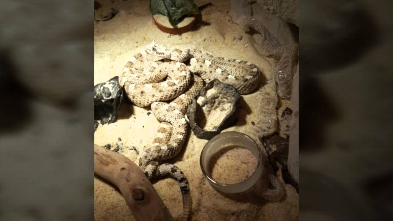 Crotalus cerastes