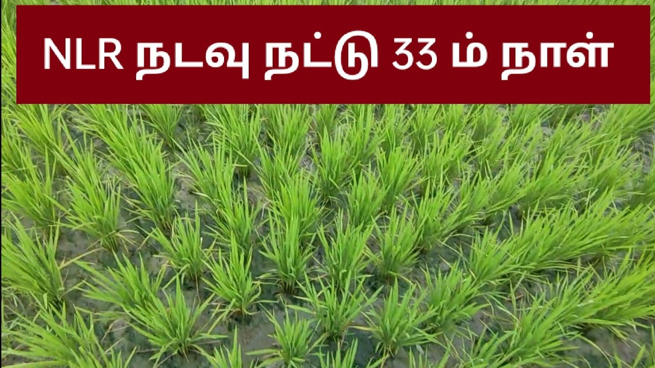 NLR நடவு நட்டு 33 ம் நாள் . திருவள்ளூர் மாவட்டம்.