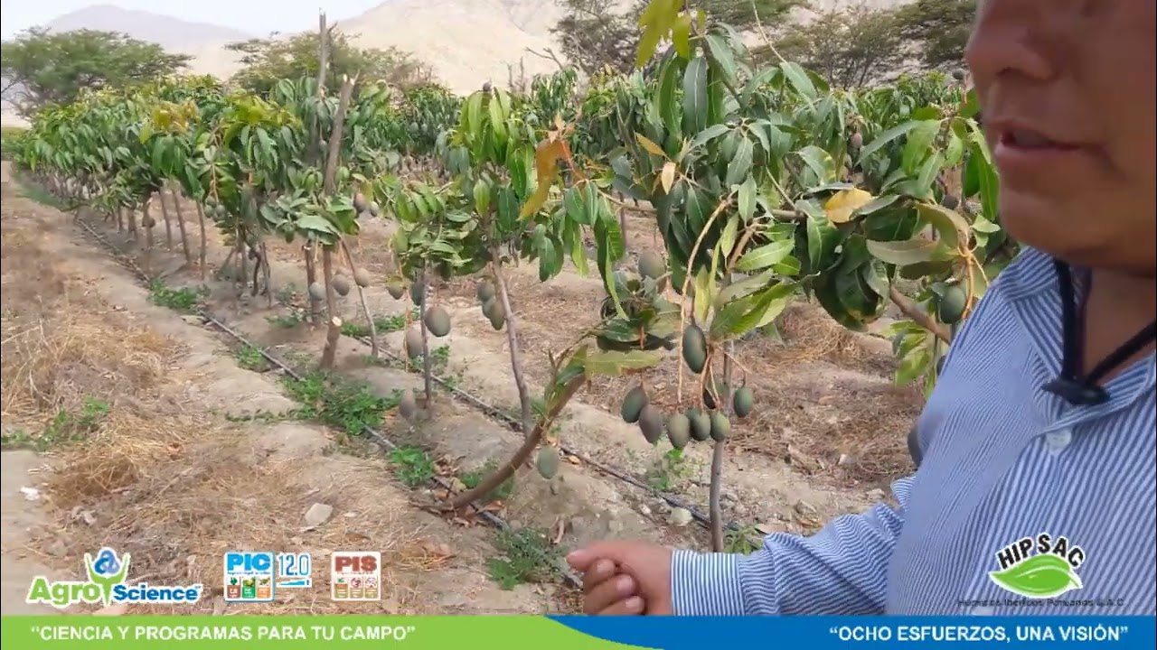 Aplicación de Kallpapacha en Mango | Fundo Sol de Casma - Región Ancash