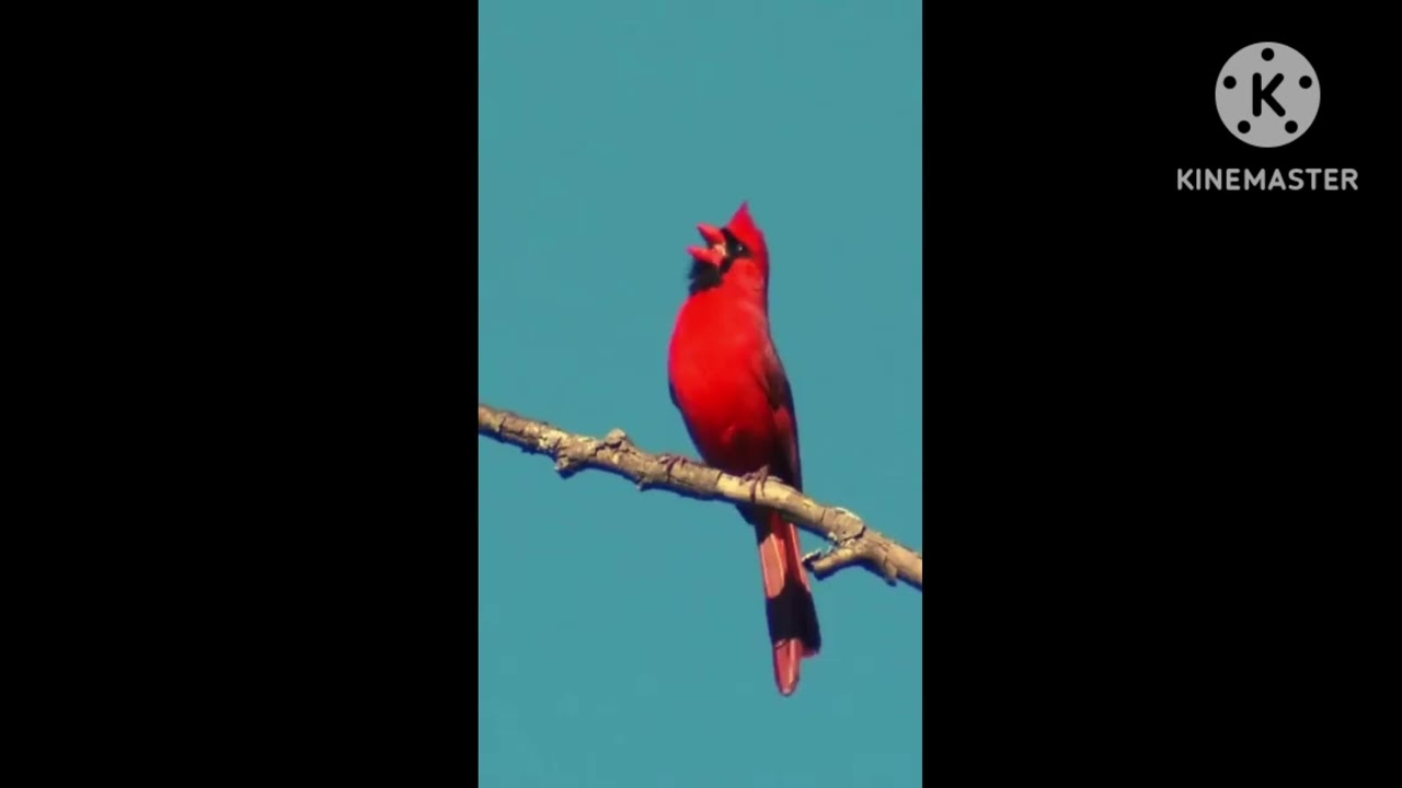 Relaxing Birds Songs 