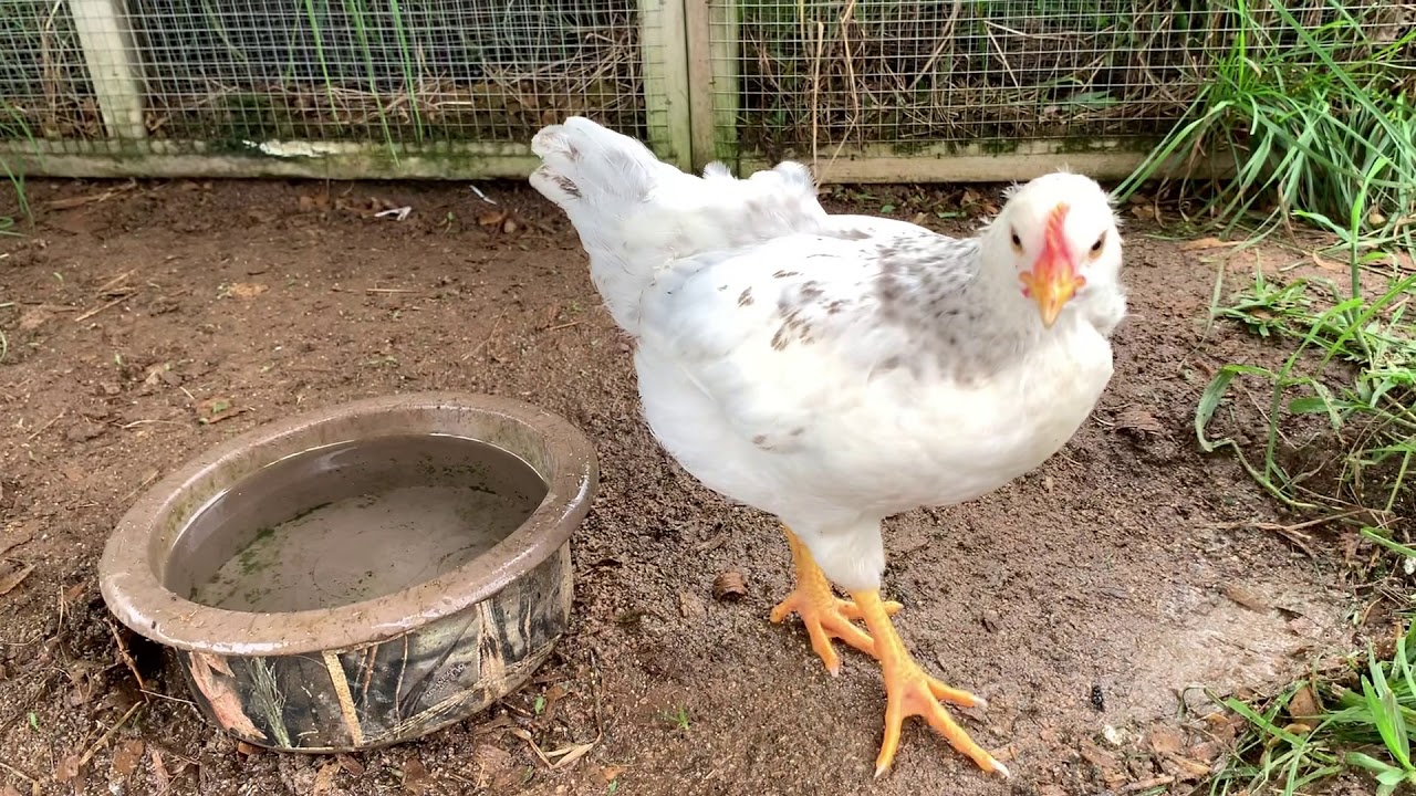 Chicken behavior - drinking and aggression