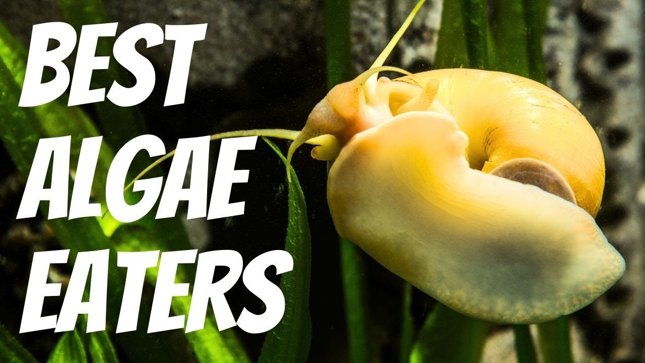 10 Best Algae Eaters for Freshwater Aquariums 🐠