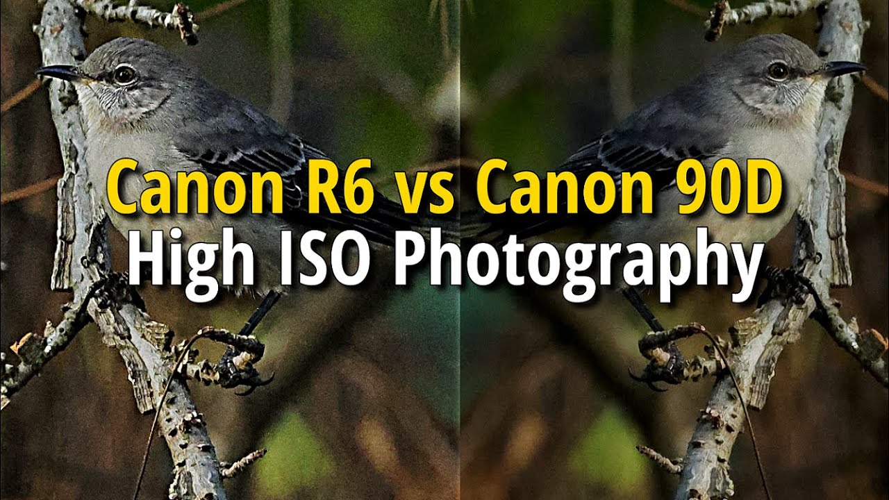 Canon R6 vs Canon 90D | High ISO Bird Photography | Review