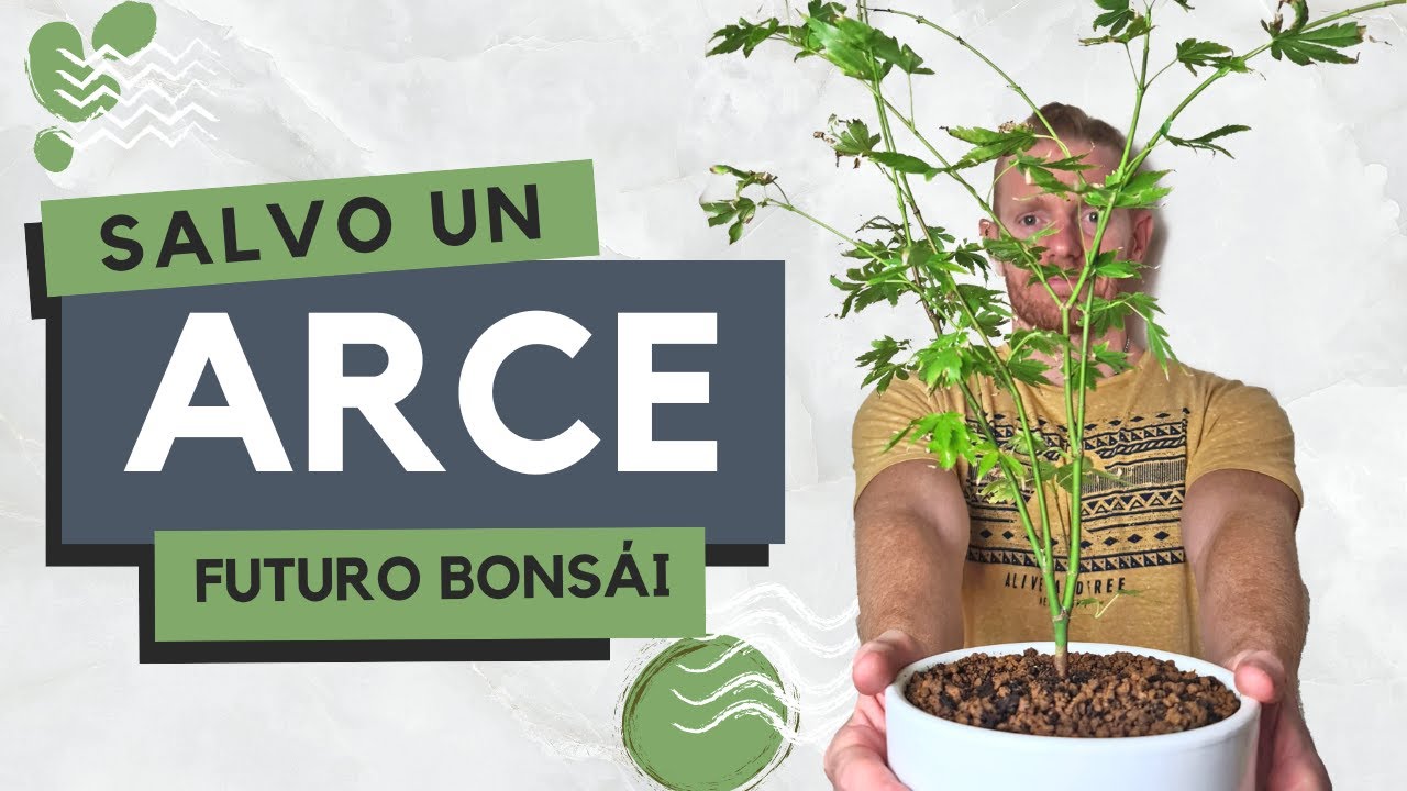 🌱Inspírate: Cómo Hacer el Primer Trasplante de Arce Palmatum Japonés Pre Bonsai de vivero.