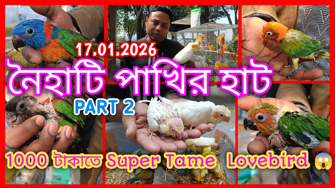 1000 টাকাতে Super Tame Green fisher opaline Lovebird 😱|| Naihati Pets Market || 17/1/2026
