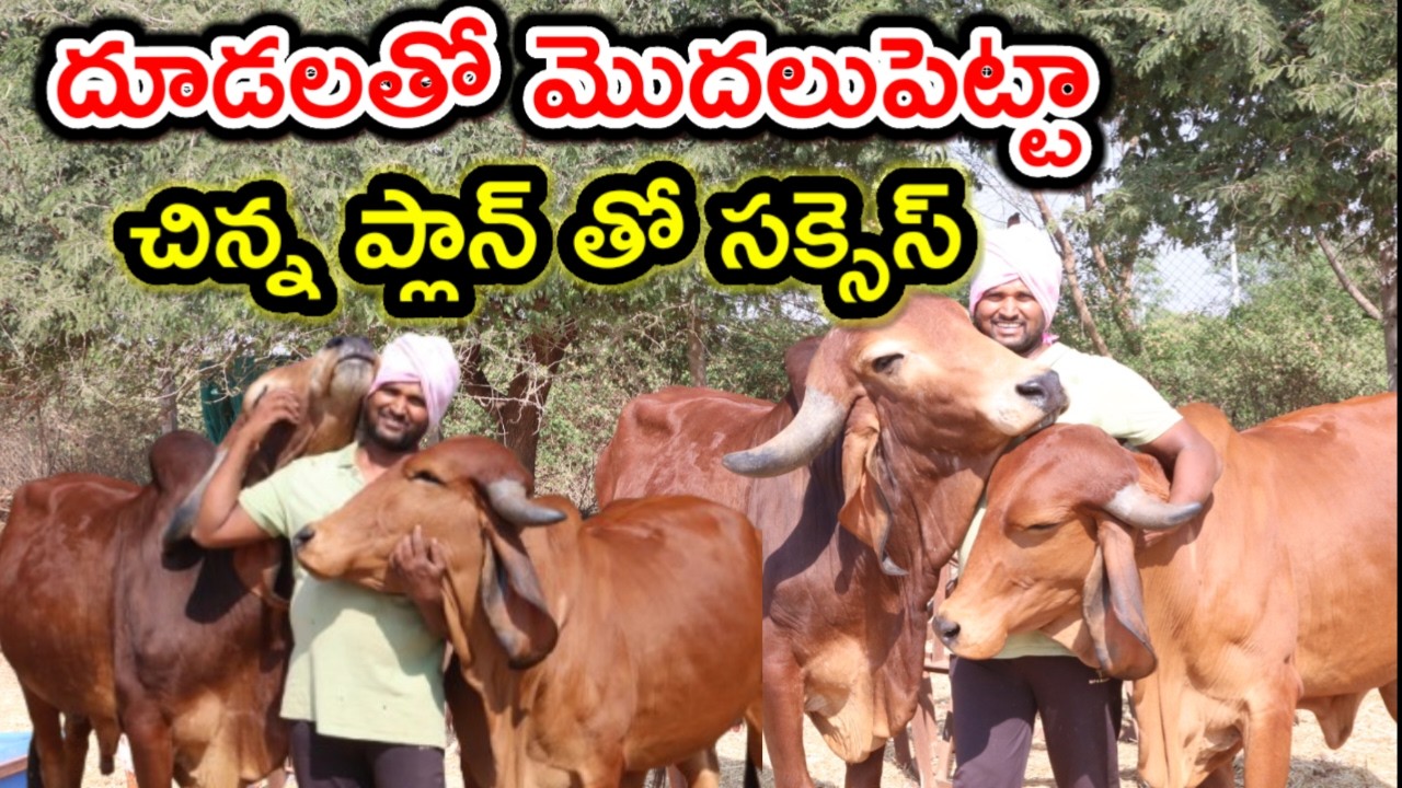 గిర్ దూడలతో స్టార్ట్ చేశా Gir cows dairy farm @MalleshAdla