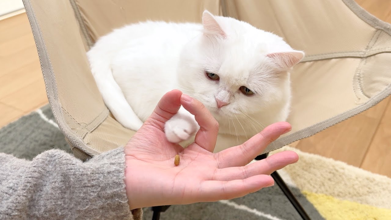 斜め上の答えを出す猫がこちら【おやつチャレンジ】