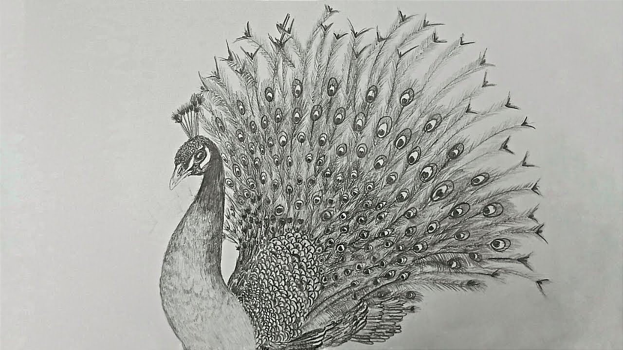 How to draw Peacock | drawing tutorial | pencil sketch, shading, art | realistic bird drawing ideas