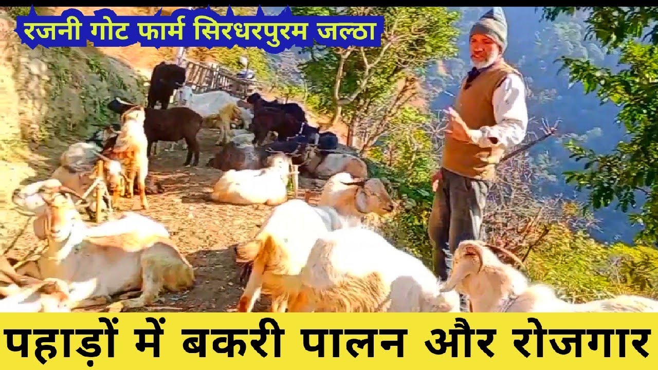 नौकरी छोड़ी गांव आये अभी तक लाखों कमाए ।। लगन और मेहनत से ,श्री हर्षमोहन अमोली जी द्वारीखाल ब्लॉक ।।