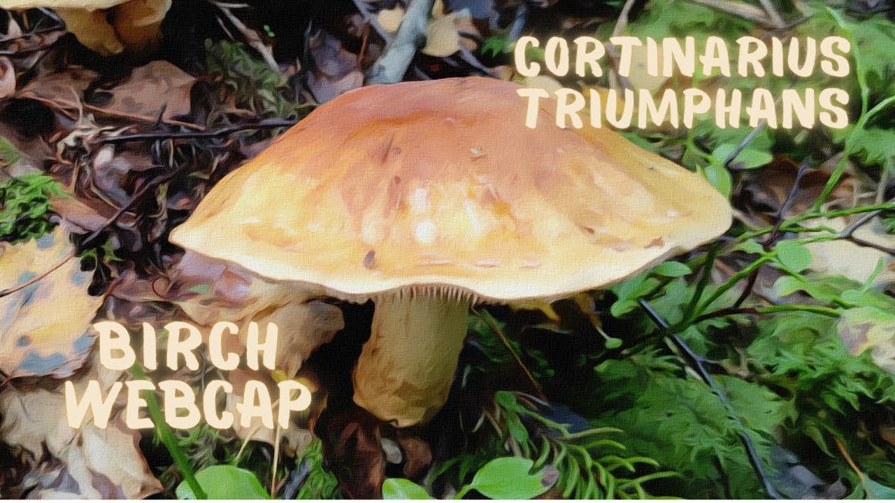 Mushrooms  spin webs also🕸️ Birch Webcap/Cortinarius Triumphans