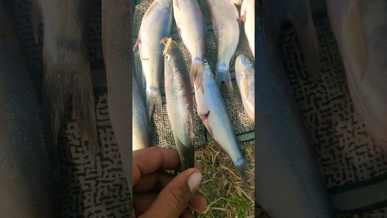 kitne sare machhaliya hi na #shortvideo #like #sabscribe #viral #fish #love 🐟🐟🐟🐟🐬🐬😱😱😱