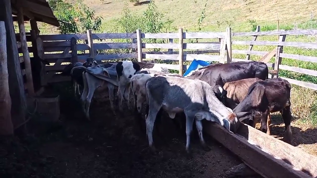 milho em palha fazendo rolão para o gado#pecuária em ação#