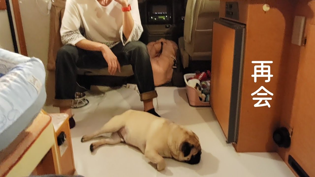 【パグ】大好きな人と２ヶ月半ぶりに再会したらこうなった