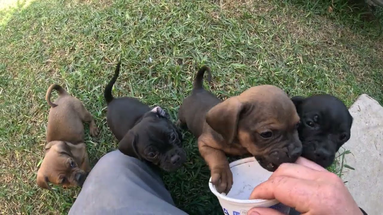 Puppies playing part 3