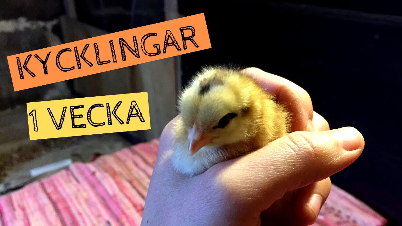 Jag ska ha hönor igen! Jag har hämtat KYCKLINGAR till mitt nya hönshus.