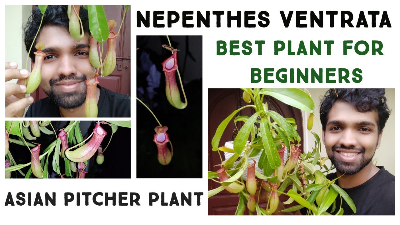 Nepenthes ventrata | Beginner Friendly Carnivorous Pitcher Plant | Care Guide | Nandanam Exotics