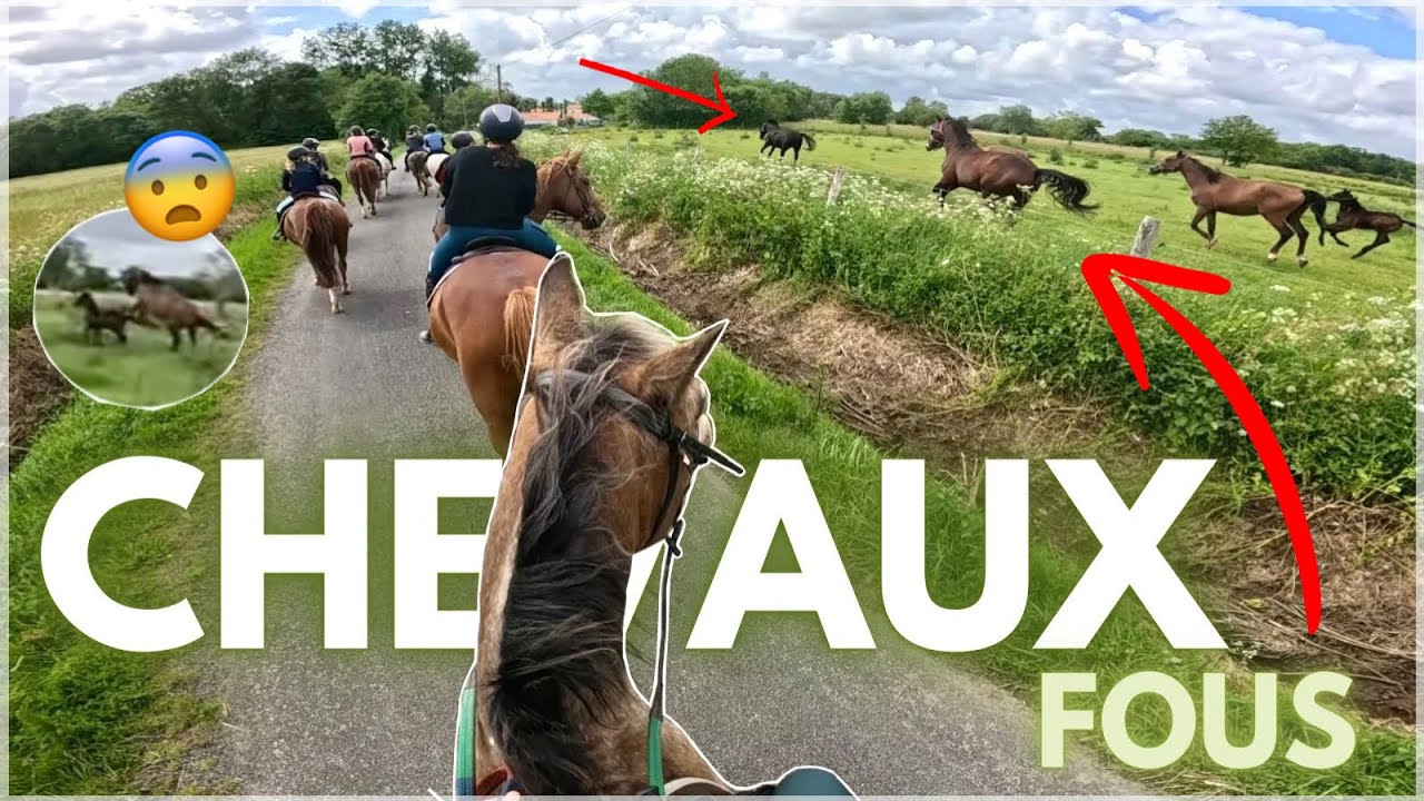 LIFE | TREC en campagne et chevaux FOUS !😮part.2