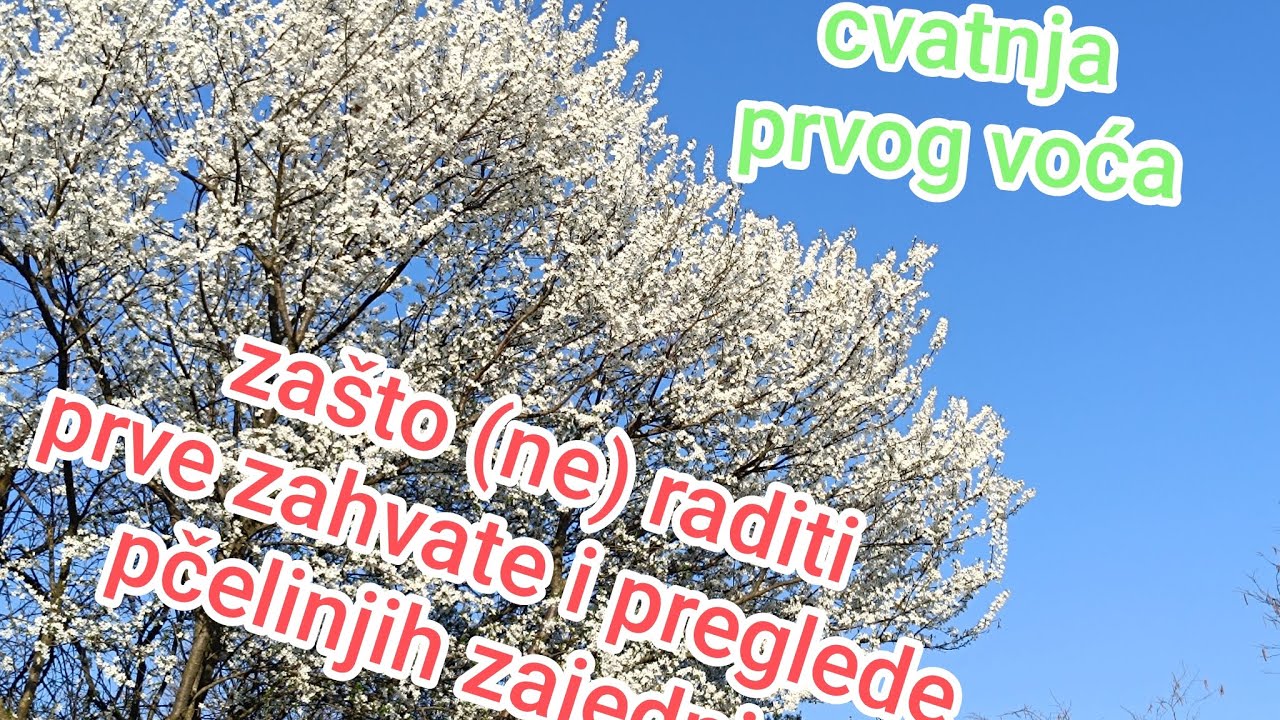 Polovina ožujka- vrijeme najvećih i nepotrebnih grešaka pčelara 