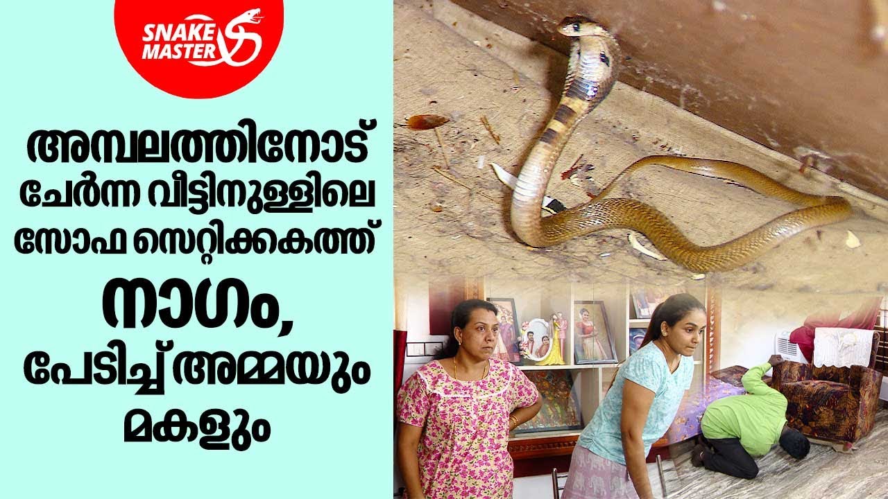 അമ്പലത്തിനോട് ചേർന്ന വീട്ടിനുള്ളിലെ സോഫ സെറ്റിക്കകത്ത് നാഗം,പേടിച്ച് അമ്മയും മകളും |SnakemasterEP936