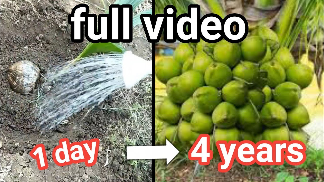 1day to 4years full video - How to plant coconut tree only 4 years | coconut cope