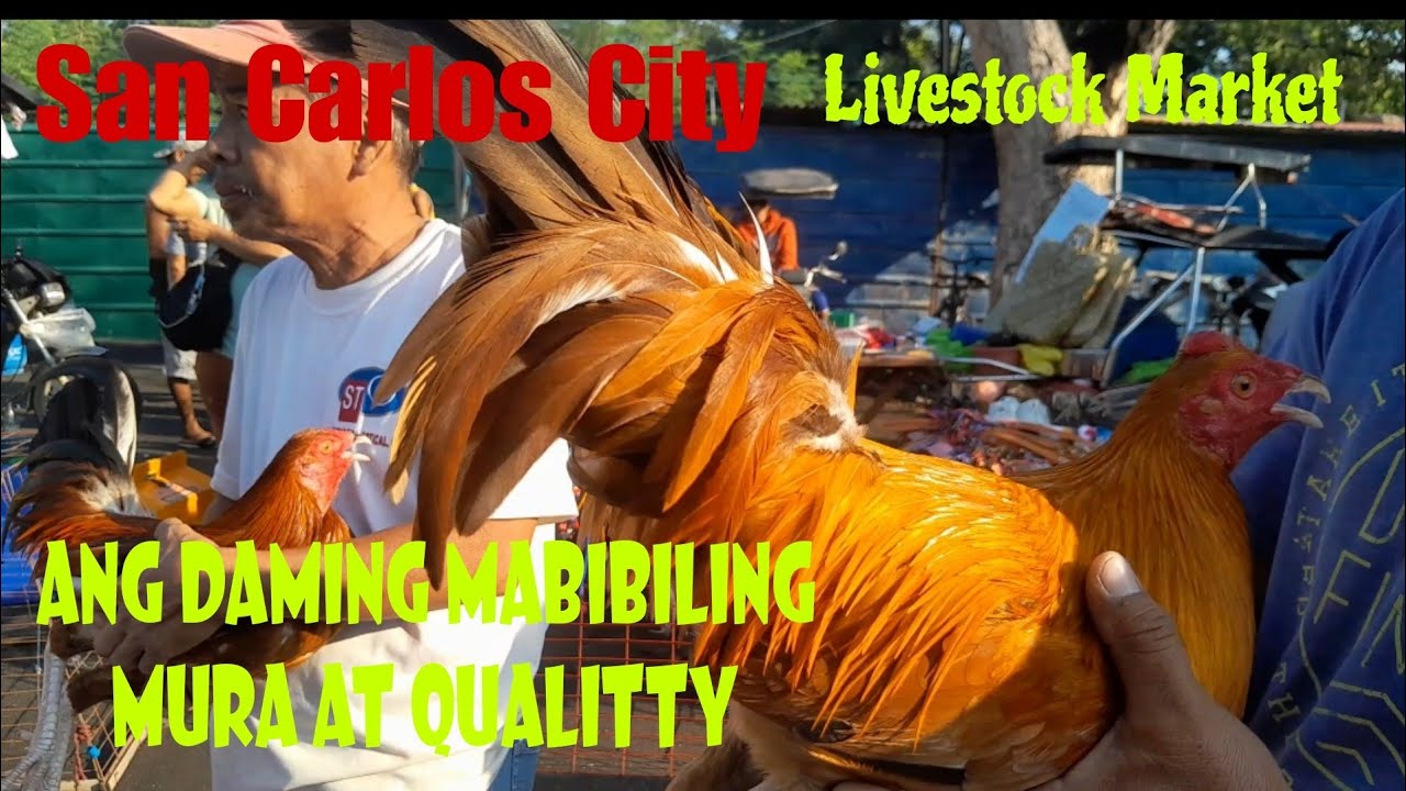 August 10, 2024 Presyo ng manok sa San Carlos City LIVESTOCK MARKET sa PANGASINAN #livestockmarket