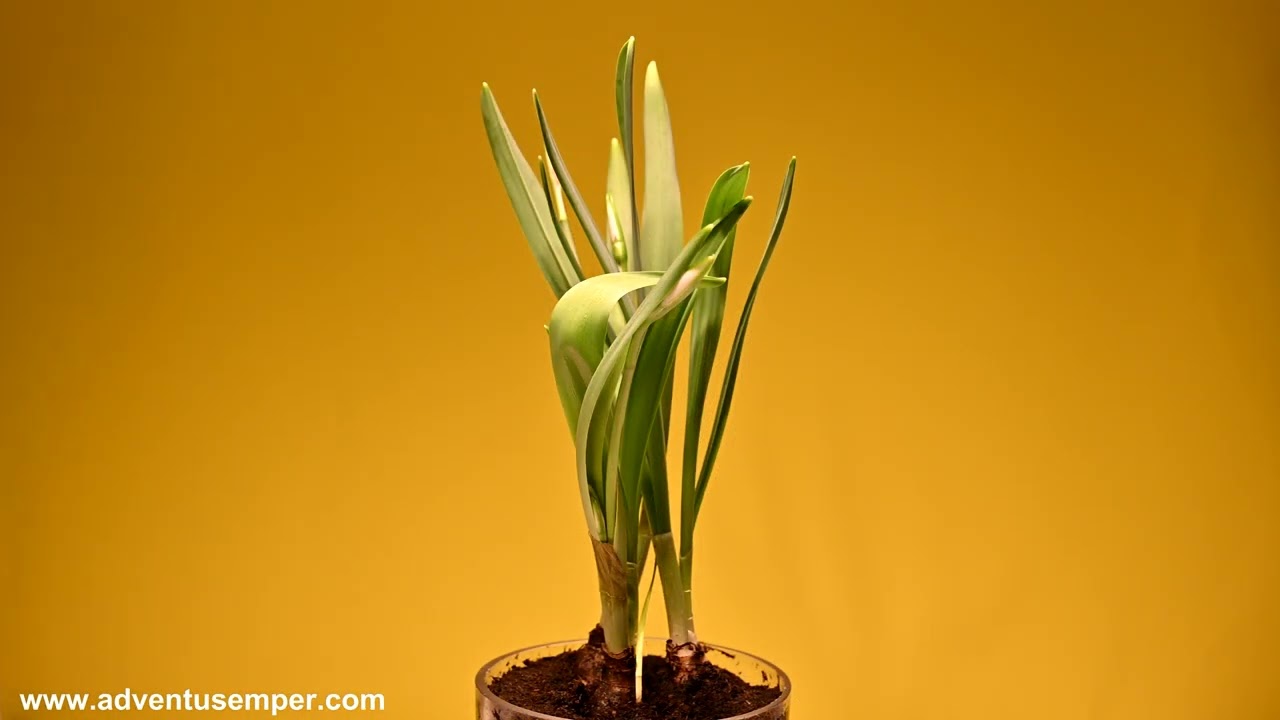 Snowdrop Flower Blooming Time Lapse 17days🌷 #timelapse #flowers #4k #adventussemper #blooming