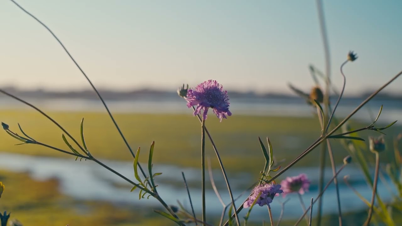 Simple But Pretty #45 (Sigma FP | Cinema DNG Raw | Canon FD)
